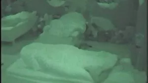 Пигтейли гърмят със страхотната Alexa Flexy seks i porno klipove от Exxxtra Small